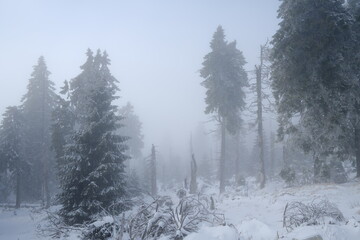 Fototapeta na wymiar Nebel im Winterwald. Der Harz im Nationalpark