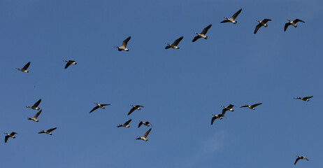 ducks, flying, formation, soaring, soar, on the wing

