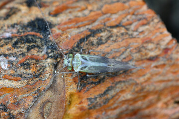 Common Barklice Insect of the Family Psocidae