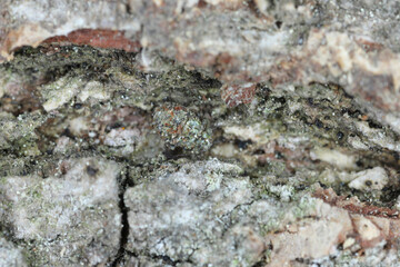 Common Barklice Insect of the Family Psocidae