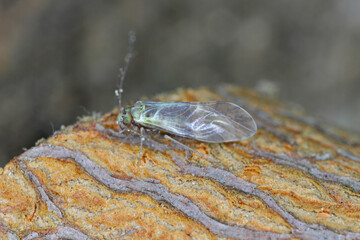 Common Barklice Insect of the Family Psocidae