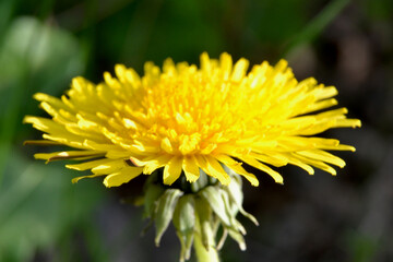 Taraxacum officinale, the common dandelion, flowering herbaceous perennial plant of the family Asteraceae. Yellow dandelion view 