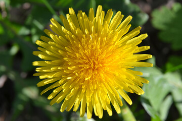 Taraxacum officinale, the common dandelion, flowering herbaceous perennial plant of the family Asteraceae. Yellow dandelion top view  - obrazy, fototapety, plakaty