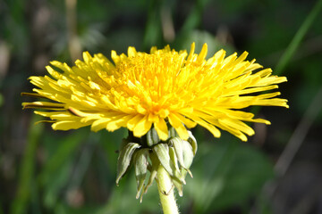 Taraxacum officinale, the common dandelion, flowering herbaceous perennial plant of the family Asteraceae. Yellow dandelion closeup