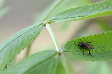 Close-up of a fly sitting on a green leaf