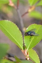 Close-up of a fly sitting on a green leaf