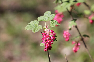 Flowers of red-flowering currant (Ribes sanguineum) close-up in garden