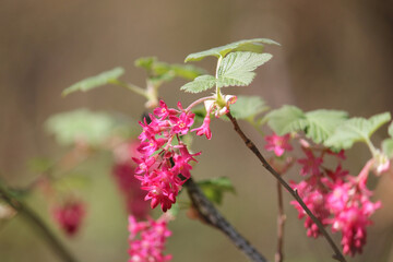 Flowers of red-flowering currant (Ribes sanguineum) close-up in garden