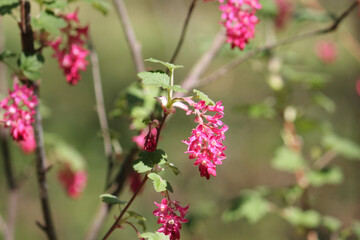 Flowers of red-flowering currant (Ribes sanguineum) close-up in garden