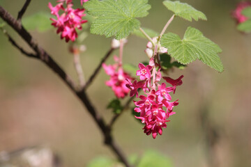 Flowers of red-flowering currant (Ribes sanguineum) close-up in garden
