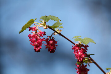 Flowers of red-flowering currant (Ribes sanguineum) close-up in garden