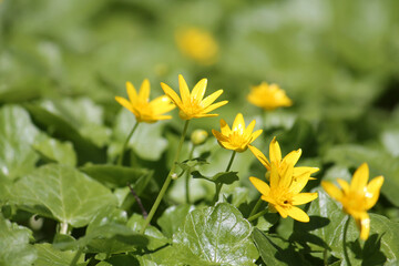 Yellow flowers and green leaves of lesser celandine or pilewort (Ficaria verna) plant close-up in garden - 506140716