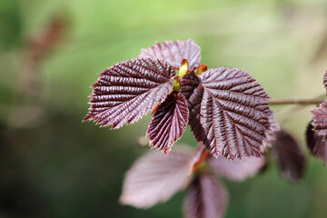 Branch with young purple leaves of Common hazel (Corylus avellana f. atropurpurea) plant in garden