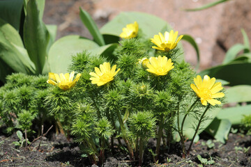 Flowering spring pheasant's eye (Adonis vernalis) plant with yellow flowers and green leaves in garden - obrazy, fototapety, plakaty