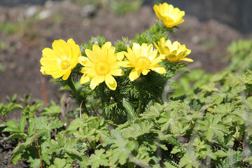 Flowering spring pheasant's eye (Adonis vernalis) plant with yellow flowers and green leaves in garden - obrazy, fototapety, plakaty