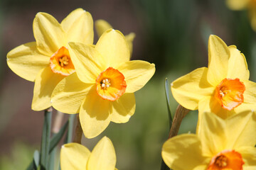 Naklejka na ściany i meble Blooming yellow daffodil plants in garden