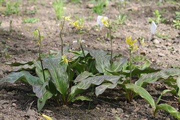 Flowering Erythronium Pagoda (Dog Tooth Violet) plants with green leaves and yellow flowers in garden