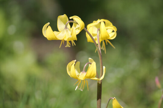 Yellow flowers of Erythronium Pagoda (Dog Tooth Violet) plant close-up