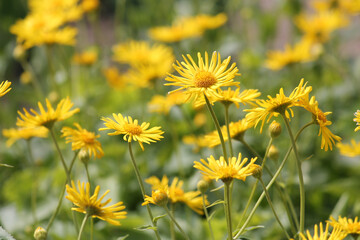 Yellow flowers of Leopard's Bane (Doronicum orientale) in garden