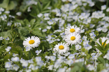Flowering White flowers of daisies (Bellis perennis), creeping speedwell (Veronica filiformis) plants and green grass in spring garden