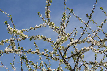 Flowering branches of bird cherry (Prunus avium) tree with white flowers against spring blue sky