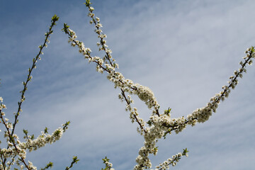 Flowering branches of bird cherry (Prunus avium) tree with white flowers against spring blue sky