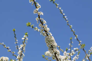 Flowering branches of bird cherry (Prunus avium) tree with white flowers against spring blue sky