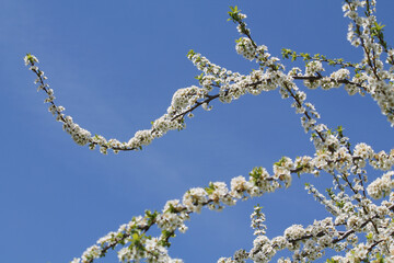 Flowering branches of bird cherry (Prunus avium) tree with white flowers against spring blue sky