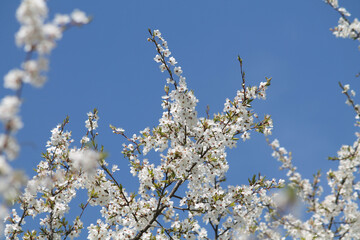 Flowering branches of bird cherry (Prunus avium) tree with white flowers against spring blue sky