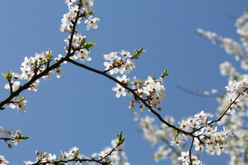 Flowering branches of cherry plum (Prunus cerasifera) with white flowers against spring blue sky