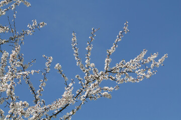 Flowering branches of cherry plum (Prunus cerasifera) with white flowers against spring blue sky