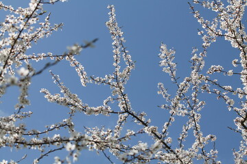 Flowering branches of cherry plum (Prunus cerasifera) with white flowers against spring blue sky