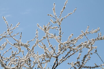 Flowering branches of cherry plum (Prunus cerasifera) with white flowers against spring blue sky