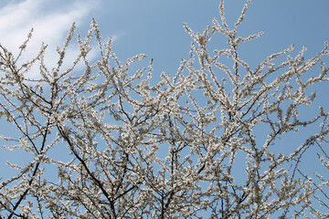 Flowering branches of cherry plum (Prunus cerasifera) with white flowers against spring blue sky