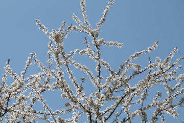 Flowering branches of cherry plum (Prunus cerasifera) with white flowers against spring blue sky