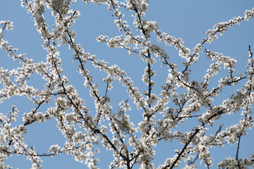 Flowering branches of cherry plum (Prunus cerasifera) with white flowers against spring blue sky