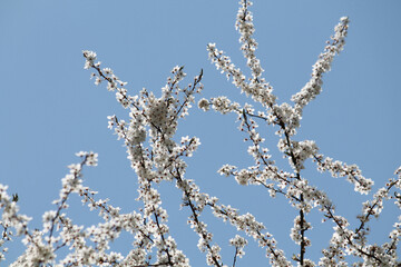 Flowering branches of cherry plum (Prunus cerasifera) with white flowers against spring blue sky