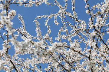 Flowering branches of cherry plum (Prunus cerasifera) with white flowers against spring blue sky