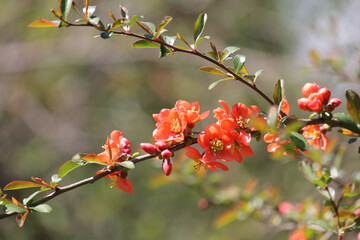 Flowering Japanese quince (Chaenomeles japonica) plant with bright orange flowers and green leaves in garden