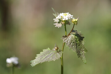 Flowering Garlic mustard (Alliaria petiolata) with white flowers and purple leaves in garden