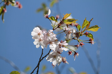 Flowering branches of winter-flowering cherry (Prunus subhirtella) with pink flowers and leaves against spring blue sky