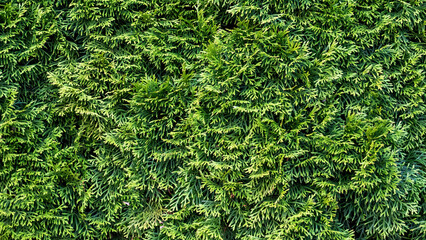 A green hedge to decorate the garden