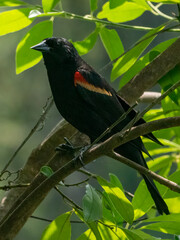 red winged blackbird perched in a tree