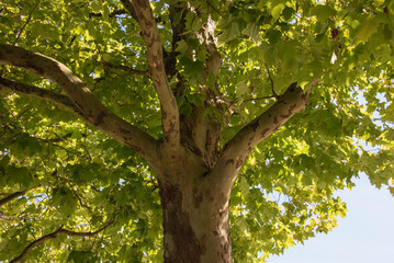 Fototapeta premium view into a plane tree with patterned bark