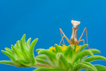 Close up of pair of Beautiful European mantis ( Mantis religiosa )

