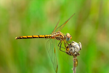 Macro shots, Beautiful nature scene dragonfly.   