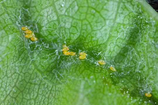 Cacopsylla pyri (pear psylla, European pear sucker) eggs and young larvae. Pest under an leaf.