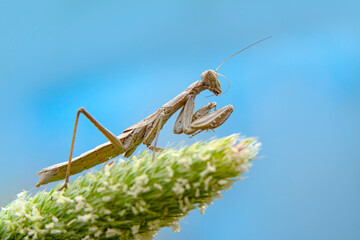 Close up of pair of Beautiful European mantis ( Mantis religiosa )

