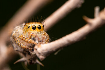 Close up  beautiful jumping spider  

