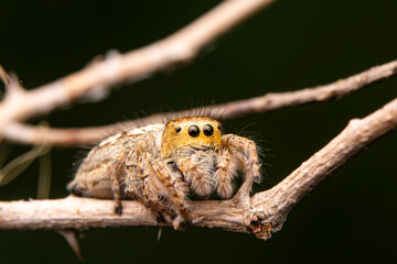 Close up  beautiful jumping spider  

